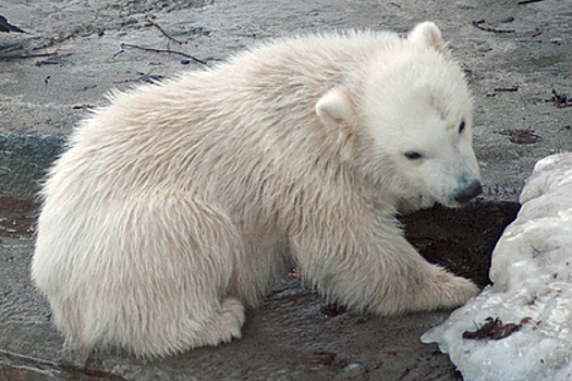 Стало известно о будущем вышедшего к людям осиротевшего белого медвежонка