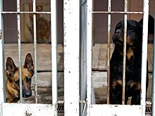 Эксперт оценила идею депутатов запретить выпускать собак из приютов