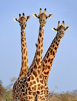 В Африке в кадр попал "трехголовый" жираф
