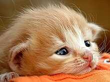 Измученного и раненого котёнка нашли завёрнутым в тряпку в мусорном баке с запиской. В ней была очень странная просьба