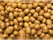 ФАС: цены на картофель в России должны в скором времени снизиться