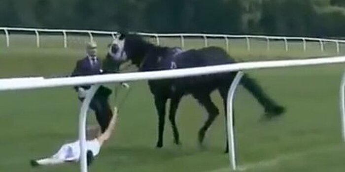 Журналистка остановила коня на скаку во время прямого эфира