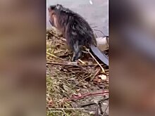 Спасатели вытащили застрявшего в ливневке бобра в ТиНАО