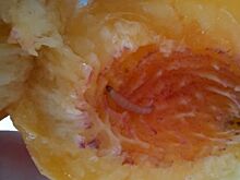 Более 19 тонн опасных нектаринов обнаружено в Дзержинске