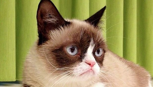 Хозяева Сердитого котика подали в суд на кофейню за "Грамппучино"