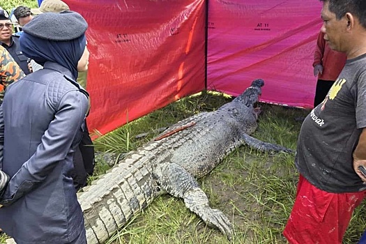 Жители Малайзии сняли на фото крокодила с человеческими останками в брюхе