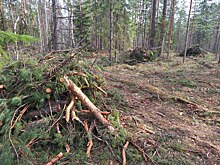 В Нижегородской области начали убирать порубочные остатки в лесах
