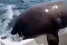 Морской лев запрыгнул в лодку, съел рыбу и попал на видео