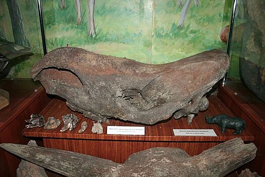 Череп носорога времен ледникового периода появился в музее Татарска