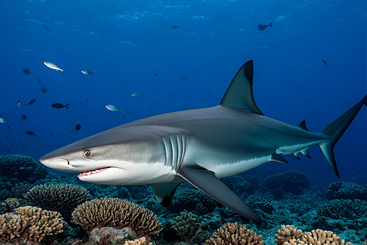 Океанолог рассказал о «коридоре» для акул в Средиземное море