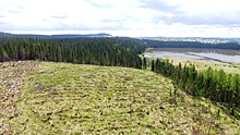 В заказниках Челябинской области узаконена рубка заповедного леса «на продажу»