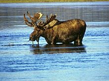 Лоси разгулялись по российскому городу во время эпидемии