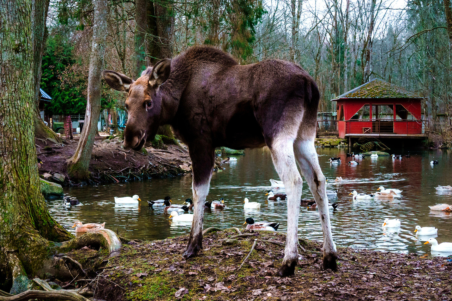 SHOT: во Фрунзенском районе Петербурга заметили бегающего по улицам лося