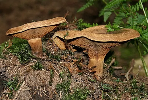 Свинушка: почему в СССР запретили этот съедобный гриб