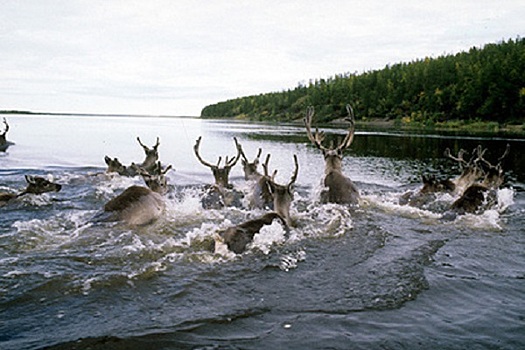 Популяция диких оленей на Ямале удвоилась за четыре года