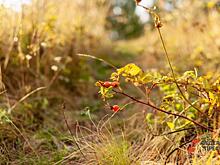 Симбирск – город-сад? До чего довел ульяновскую экологию Сергей Морозов