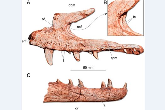 В Бразилии обнаружен древнейший в мире хищный динозавр