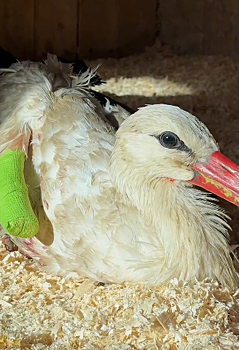 Донские ветеринары спасли краснокнижного аиста, подстреленного в Калужской области