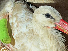 Донские ветеринары спасли краснокнижного аиста, подстреленного в Калужской области