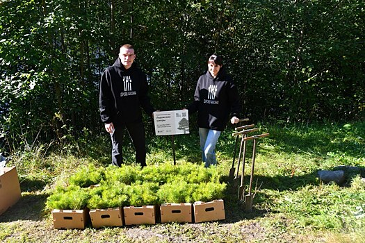На пострадавшем от пожара Ладожском архипелаге высадили 5 тысяч сосен