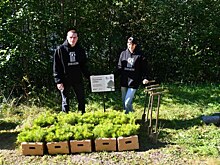 На пострадавшем от пожара Ладожском архипелаге высадили 5 тысяч сосен