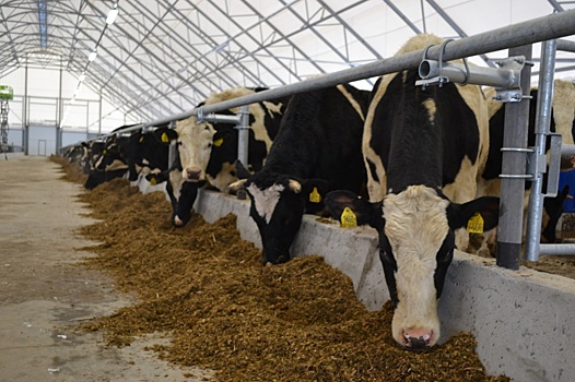 Новый животноводческий комплекс открылся в Нижегородской области