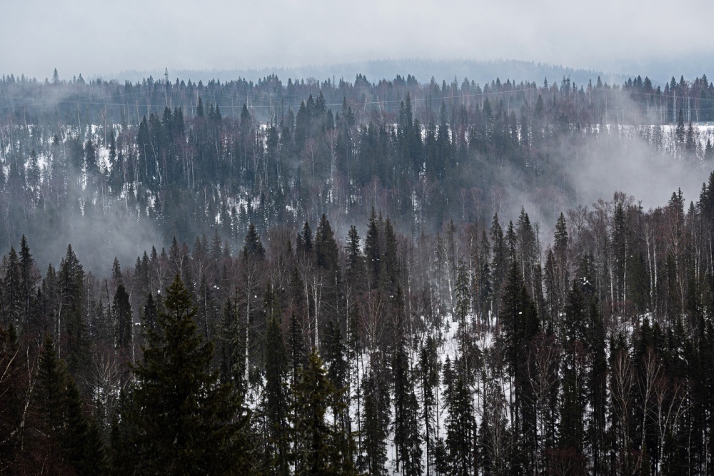 Для защиты лесов пермские ученые составили карту активности шквальных ветров
