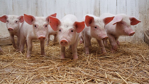 В Тамбовской области увеличивается производство продукции свиноводства в сельхозпредприятиях