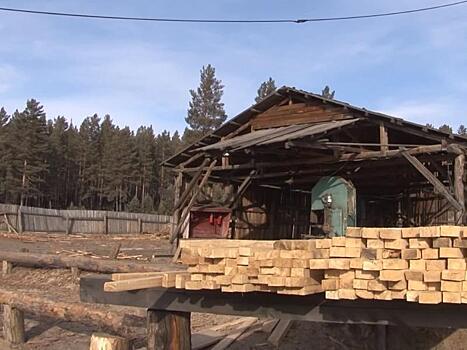 Черных лесорубов поймали в Забайкалье – они срубили более 300 деревьев