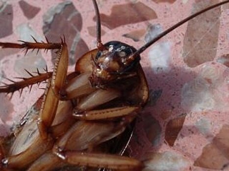 Жительница многоэтажки в Уфе просит помочь в борьбе с тараканами