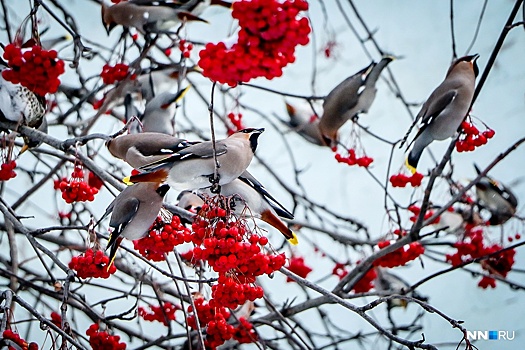 «Прилетели свиристели, и метели засвистели». Птицы устроили пиршество на улице Нижнего Новгорода