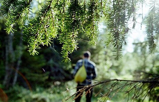 В Тюменской области 80-летний мужчина пропал в лесу