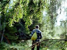 В Тюменской области 80-летний мужчина пропал в лесу