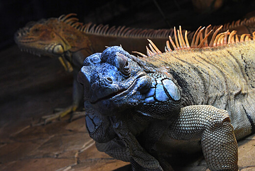 В США бьют тревогу: стране угрожает «дождь» из парализованных игуан