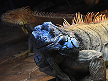 В США бьют тревогу: стране угрожает «дождь» из парализованных игуан