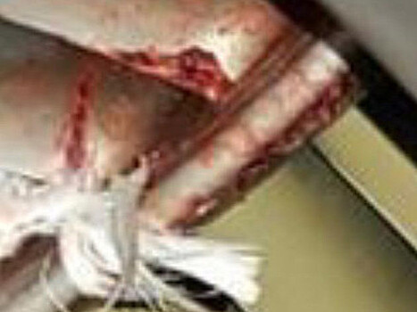 Аварийная посадка Ан-124 в Новосибирске, новые фотографии и следы птицы