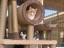 Котики приюта для животных «Зеленоград» получили новые домики