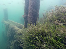 Деревянный мост и пещеры нашли дайверы на дне нижегородского озера