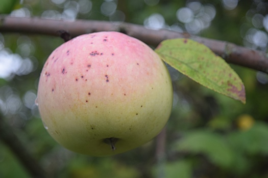 В Курской области по ошибке уничтожили яблоневый сад