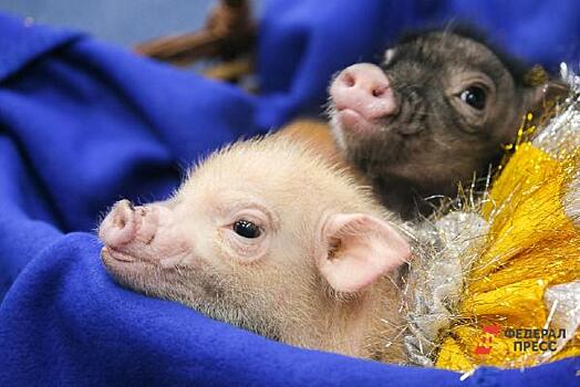 В свердловском муниципалитете уничтожат всех свиней из-за чумы