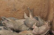 Информация о вспышке классической чумы свиней в Приморье подтвердилась