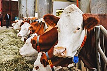 Российские ученые разработали биологически безвредное средство защиты скота от клещей