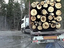 Китайцы создадут на ДВ лесопромышленный парк