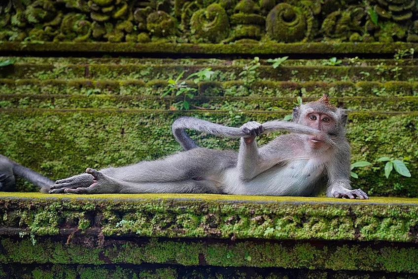 «Денди из тропического леса», автор Дельфин Казимир из Брюсселя, Бельгия: «Эта фотография была сделана в обезьяньем лесу в Убуде, Бали. Это сумасшедшее место, где королями являются обезьяны! Иногда они устраивают шоу, иногда лезут на тебя искать блох или крадут кусок печенья, которое ты пытаешься съесть».