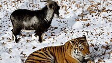 Козел Тимур и тигр Амур начали играть друг с другом