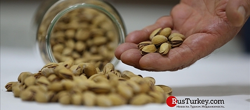 Ведущим импортером турецких фисташек стала Италия