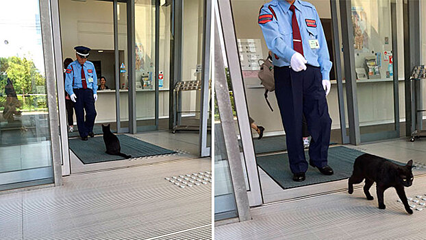 В Японии два настойчивых кота два года пытаются обмануть охранника и пробраться в музей