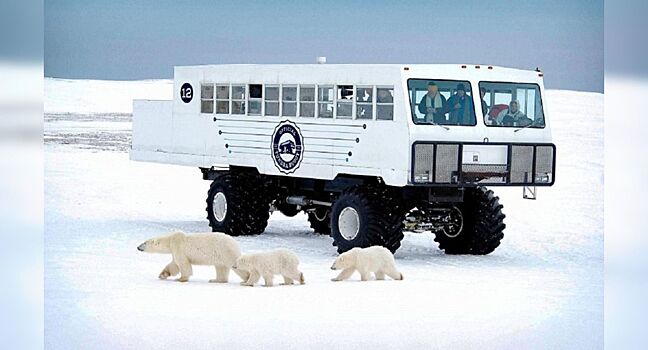Для поездок к медведям: автобус-вездеход Tundra Buggy