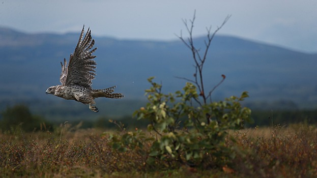 На Камчатке у браконьеров изъяли кречета стоимостью $200 тысяч