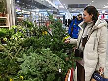 Россиян научили правильно устанавливать живую ель